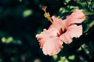 Hibiskus Blumen im Natur draussen foto