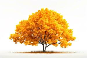 Herbst Baum mit hell Gelb Orange Blätter isoliert auf Weiß Hintergrund foto