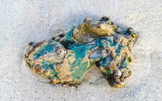 steine felsen korallen türkis grün blau wasser am strand mexiko. foto