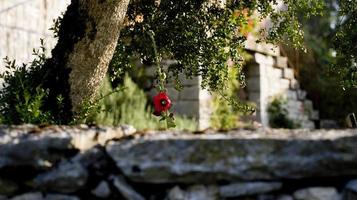 eine Mohnblume sticht in einem französischen Garten hervor foto