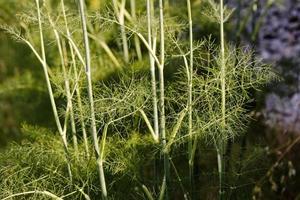 Dill eine aromatische Pflanze in der Provinz Lot, Frankreich foto