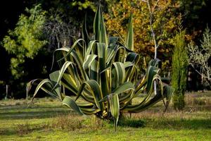 bunte jahrhundertpflanze in aveiro, portugal foto