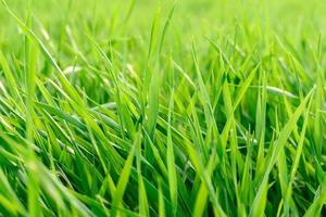 Feld der frischen grünen Grasbeschaffenheit als Hintergrund foto