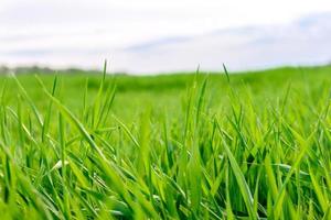Feld der frischen grünen Grasbeschaffenheit als Hintergrund foto