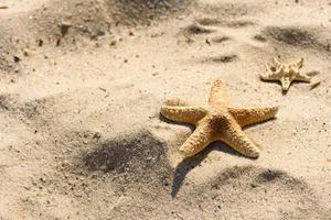 Seestern auf dem Sand auf dem Meer an einem warmen Sommertag foto