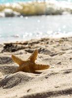 Seestern auf dem Sand auf dem Meer an einem warmen Sommertag foto