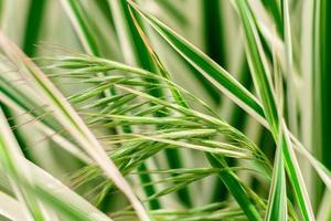 schöne grüne Pflanzen im Garten an einem warmen Sommertag foto