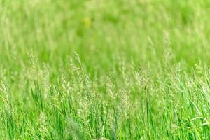 schöne grüne Pflanzen im Garten an einem warmen Sommertag foto