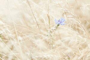 einsam Blau Kornblume Blume im das Sommer- Feld foto