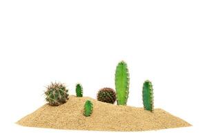 Kaktus im das Wüste Sand tropisch natürlich Pflanzen isoliert auf Weiß Hintergrund foto