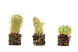 dornig Grün Pflanze Kaktus auf Weiß Hintergrund foto