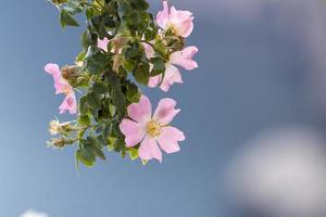 rosa Hagebuttenblüten auf einem verschwommenen grauen Hintergrund foto