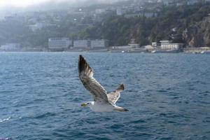 fliegende weiße Möwe auf dem Hintergrund des blauen Meeres foto