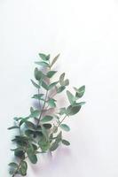 Eukalyptusblatt lag auf weißem Hintergrund. Sommer Hintergrundkonzept. foto
