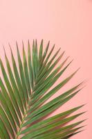 Palmblatt lag auf rosa Hintergrund. Sommer Hintergrundkonzept.