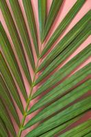 Palmblatt lag auf rosa Hintergrund