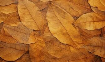 Nahansicht Herbst trocken Blatt texturiert Hintergrund. erstellt mit ai Werkzeuge foto