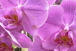Nahaufnahme Orchideenblüte für den Hintergrund foto