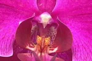 Nahaufnahme Orchideenblüte für den Hintergrund foto