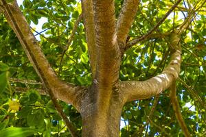 riesiger schöner ficus maxima feigenbaum playa del carmen mexiko. foto