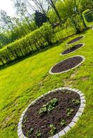 Garten mit runden Betten Boden jung Sprossen Pflanzen im Deutschland. foto