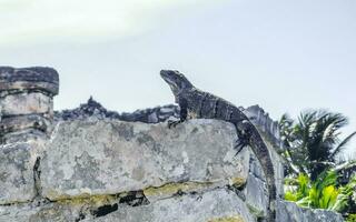 leguan auf felsen tulum ruinen maya-stätte tempelpyramiden mexiko. foto