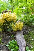 Orange Gelb Rosa Rhododendron Blumen blühen und wachsen im Deutschland. foto