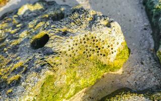 steine felsen korallen türkis grün blau wasser am strand mexiko. foto