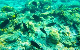 Schnorcheln unter Wasser Ansichten Fisch Korallen Türkis Wasser rasdhoo Insel Malediven. foto