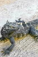 Leguan auf Boden Fußboden im puerto escondido Mexiko. foto