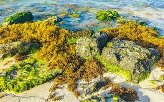 Steine Felsen Korallen mit Seegras im Wasser am Strand von Mexiko. foto