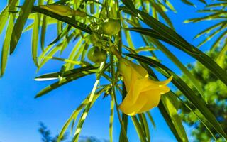 Gelbe Oleanderblume am Baum mit blauem Himmel in Mexiko. foto