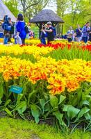 liss Süd Holland Niederlande 2014 bunt Blumen Tulpen Narzissen im keukenhof Park liss Holland Niederlande. foto