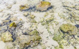 steine felsen korallen türkis grün blau wasser am strand mexiko. foto