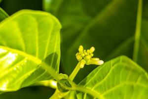 Noni Fruit Morinda Citrifolia mit Blumen beliebt bei Ameisen Mexiko. foto