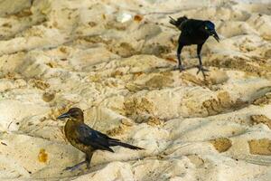 Großschwanz grackle Vogel Vögel Gehen auf Strand Sand Mexiko. foto