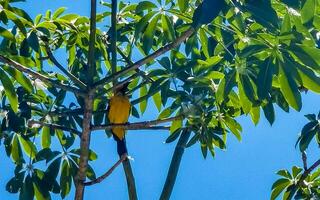 tropisch Karibik Gelb Orange Vögel Papageien exotisch Natur Strand Mexiko. foto