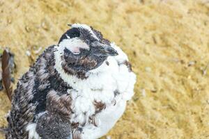 Süd afrikanisch Pinguine Kolonie von Brille Pinguine Pinguin Kap Stadt. foto