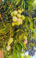 Grün und Gelb Mangos reifen und hängen auf Mango Baum. foto