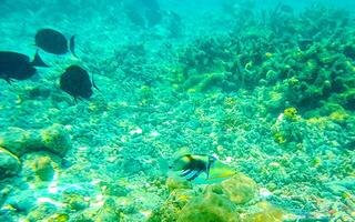 Schnorcheln unter Wasser Ansichten Fisch Korallen Türkis Wasser rasdhoo Insel Malediven. foto