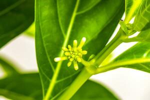 Noni Fruit Morinda Citrifolia mit Blumen beliebt bei Ameisen Mexiko. foto