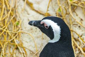 Süd afrikanisch Pinguine Kolonie von Brille Pinguine Pinguin Kap Stadt. foto