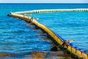 Seetang sargazo Netz Karibik Strand Wasser playa del carmen Mexiko. foto