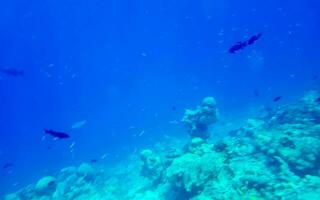 Schnorcheln unter Wasser Ansichten Fisch Korallen Türkis Wasser rasdhoo Insel Malediven. foto