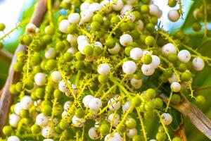 tropisch Grün exotisch Karibik Maya Scheiße Palme Palmen Regenwald Mexiko. foto