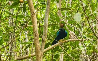 Yucatan Jay Vogel Vögel im Bäume tropisch Urwald Natur Mexiko. foto