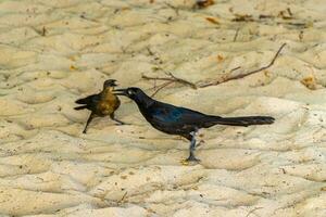 Großschwanz grackle Vogel Vögel Gehen auf Strand Sand Mexiko. foto