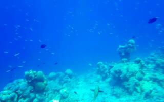 Schnorcheln unter Wasser Ansichten Fisch Korallen Türkis Wasser rasdhoo Insel Malediven. foto