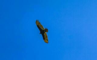 fliegend Geier Adler Vogel von Beute im Blau Himmel Mexiko. foto