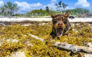 Brauner süßer lustiger Hund spielt verspielt am Strand von Mexiko. foto